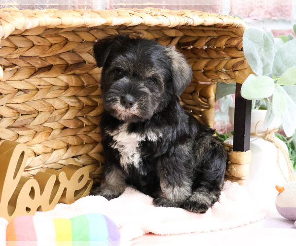 Medium Photo #5 Schnauzer (Miniature) Puppy For Sale in SYRACUSE, IN, USA