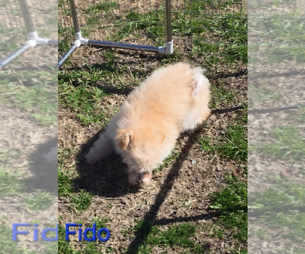 Medium Photo #3 Poodle (Toy) Puppy For Sale in AZLE, TX, USA