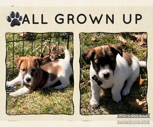 Jack Russell Terrier Litter for sale in FREEMAN, MO, USA