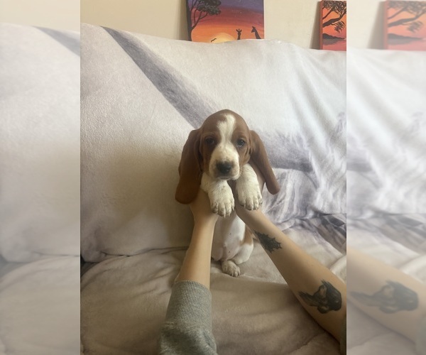 Medium Photo #11 Basset Hound Puppy For Sale in VERNON ROCKVILLE, CT, USA
