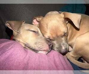 Clyde (puppy) - Male Mutt Dog for Adoption - Photo #4
