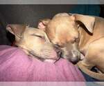 Small Photo #4 Mutt Puppy For Sale in Rockville, MD, USA