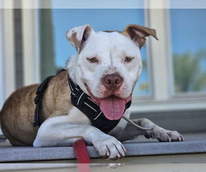 American Staffordshire Terrier-Unknown Mix Dogs for adoption in San Jose, CA, USA