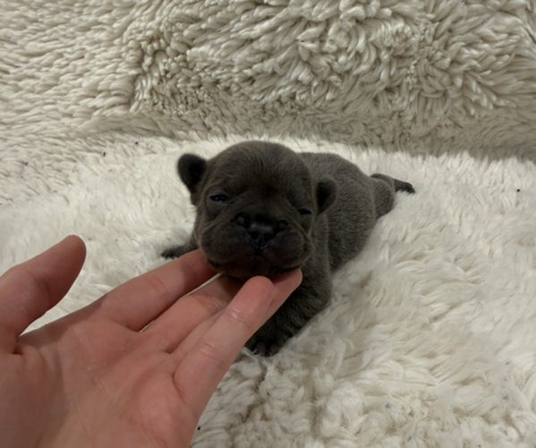 Medium Photo #1 French Bulldog Puppy For Sale in KALISPELL, MT, USA