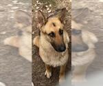 Small German Shepherd Dog Mix