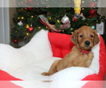 Small Photo #1 Goldendoodle Puppy For Sale in ABILENE, TX, USA