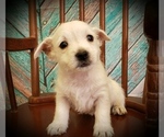 Small Photo #3 West Highland White Terrier Puppy For Sale in RENO, NV, USA