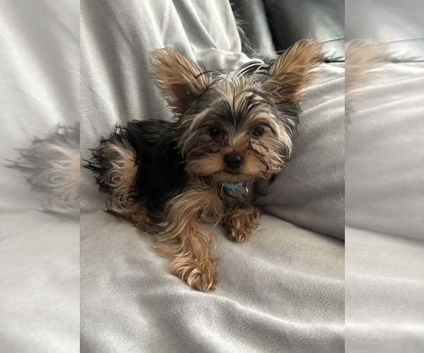 Medium Photo #1 Yorkshire Terrier Puppy For Sale in COTTONWOOD, CA, USA