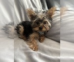 Small Yorkshire Terrier