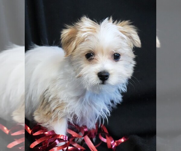 Medium Photo #5 Morkie Puppy For Sale in ROCK VALLEY, IA, USA
