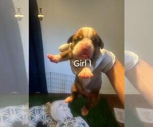 Boxer Puppy for sale in COLUMBIA, SC, USA