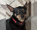 Haven - Female Chipin Dog for Adoption - Small photo