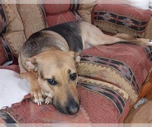 American Staffordshire Terrier-German Shepherd Dog Mix Dogs for adoption in Ogden, UT, USA