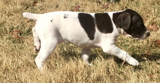 Medium Photo #3 German Shorthaired Pointer Puppy For Sale in SAN ANTONIO, TX, USA