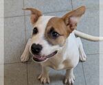 Small #1 Labrador Retriever Mix