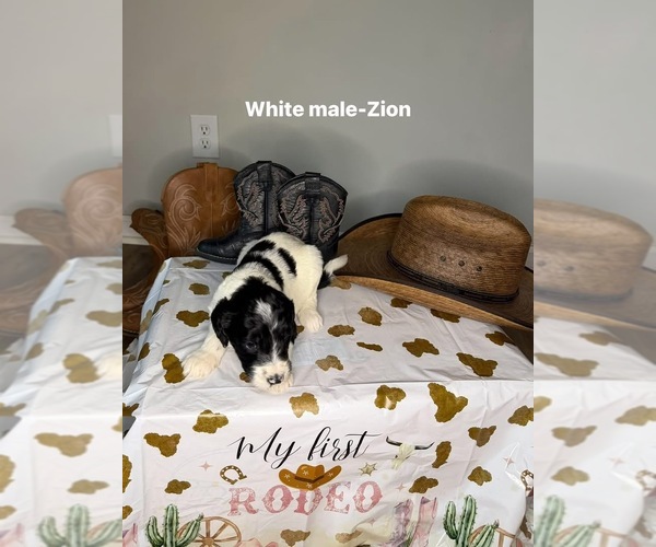 Medium Photo #1 Goldendoodle mix (+ Poodle Standard) Puppy For Sale in WEAVER, AL, USA
