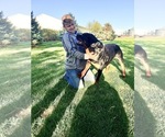 Small #20 Rottweiler