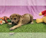 Small #2 Catahoula Leopard Dog
