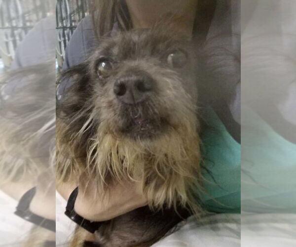 Medium Photo #4 Chihuahua-Unknown Mix Puppy For Sale in Foristell, MO, USA