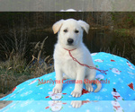 Small #5 German Shepherd Dog