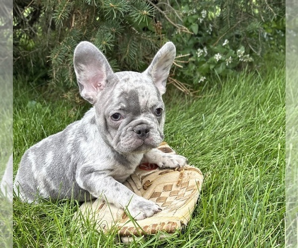 Medium Photo #1 French Bulldog Puppy For Sale in MIDDLEBURY, IN, USA
