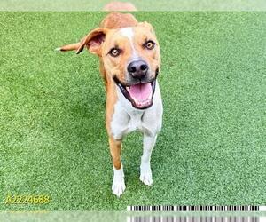 American Pit Bull Terrier Dogs for adoption in West Palm Beach, FL, USA