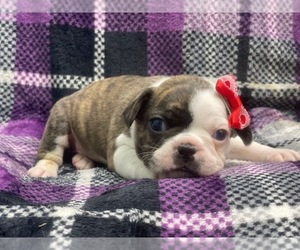 Faux Frenchbo Bulldog Puppy for sale in LAKELAND, FL, USA