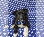 Small Photo #3 Border Collie Puppy For Sale in KIRKWOOD, PA, USA