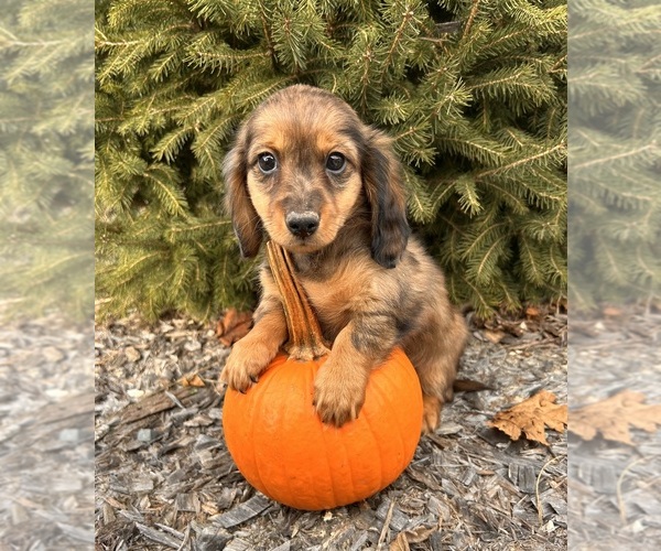 Medium Photo #2 Dachshund Puppy For Sale in MIDDLEBURY, IN, USA