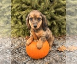 Small #1 Dachshund