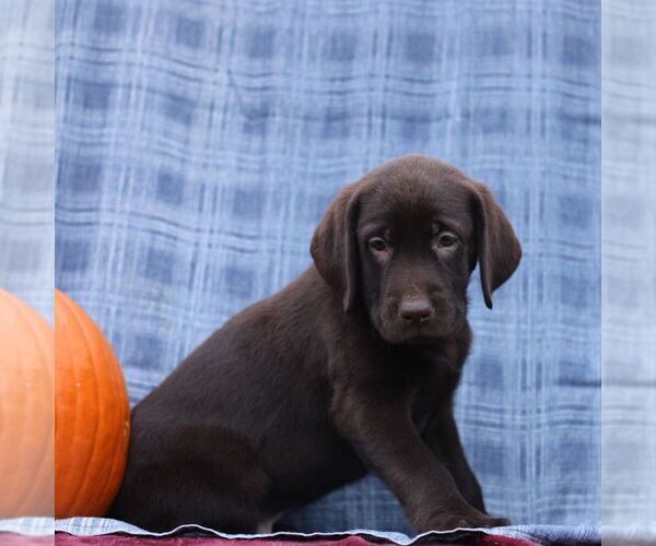 Medium Photo #3 Labrador Retriever Puppy For Sale in ELLIOTTSBURG, PA, USA