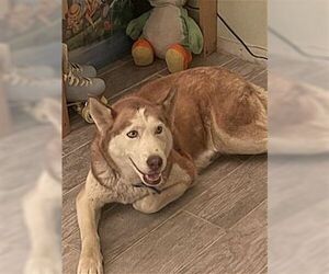 Coco - Female Siberian Husky Dog for Adoption - Photo #2
