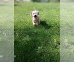 Small #2 Poodle (Miniature) Mix