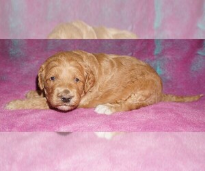 Labradoodle Puppy for sale in LA HABRA, CA, USA