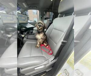 Shih Tzu-Unknown Mix Dogs for adoption in Houston, TX, USA