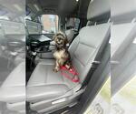 Small Shih Tzu Mix