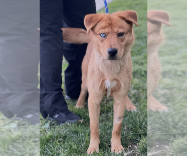 Medium Photo #4 Siberian Husky-Unknown Mix Puppy For Sale in Dana Point, CA, USA