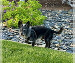 Small #2 Mutt