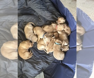 Labrador Retriever Puppy for sale in TURLOCK, CA, USA