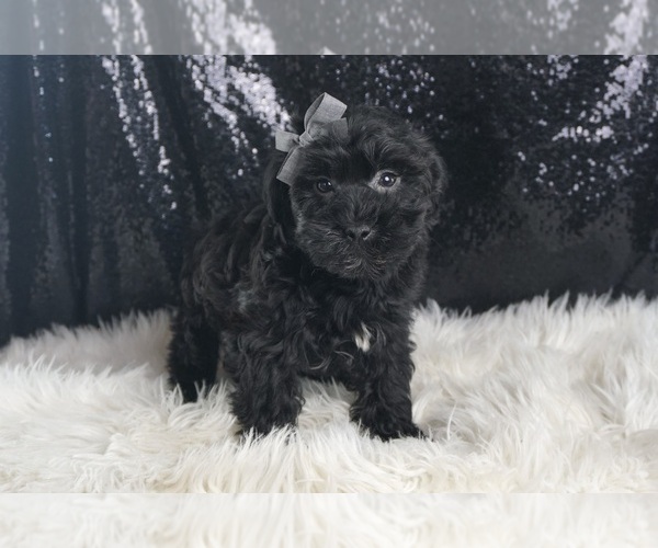 Medium Photo #148 YorkiePoo Puppy For Sale in WARSAW, IN, USA
