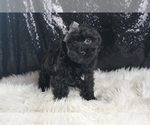Small #3 YorkiePoo