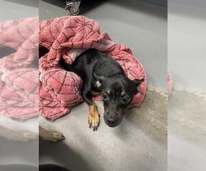 Chihuahua-Unknown Mix Dogs for adoption in Tallahassee, FL, USA
