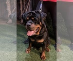 Small Photo #18 Rottweiler Puppy For Sale in MIRA LOMA, CA, USA