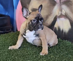 Small Photo #2 French Bulldog Puppy For Sale in SAN FRANCISCO, CA, USA