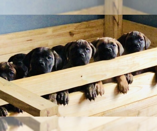 Medium Photo #8 Cane Corso Puppy For Sale in BEECH GROVE, IN, USA