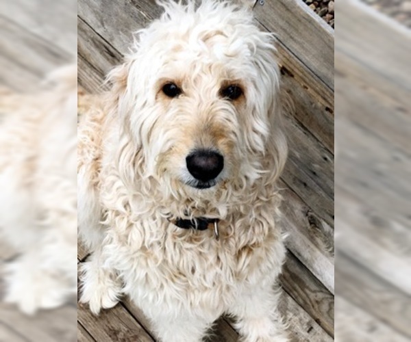Medium Photo #1 Goldendoodle Puppy For Sale in LITTLETON, CO, USA