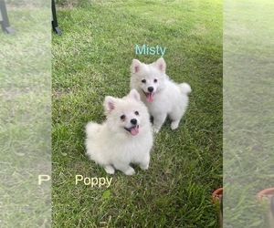 Pomsky Puppy for Sale in ROMULUS, Michigan USA