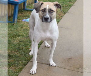 Halo - Female American Staffordshire Terrier-Labrador Retriever Mix Dog for Adoption - Photo #4