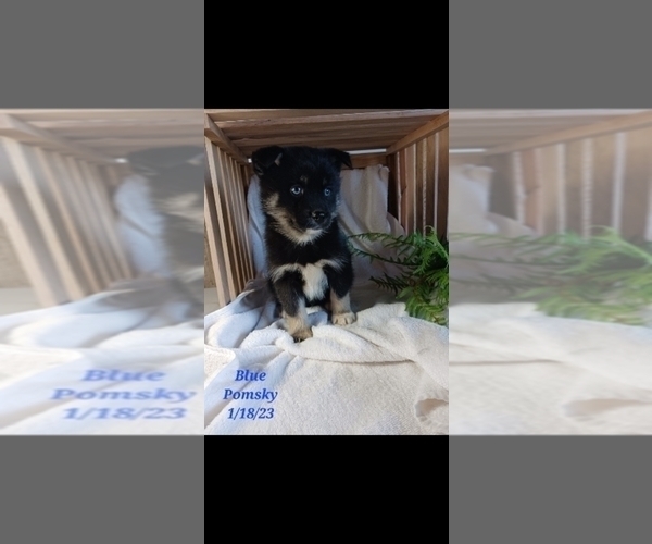 Medium Photo #1 Pomsky Puppy For Sale in SHIPSHEWANA, IN, USA