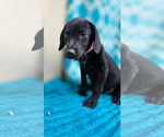 Small Photo #2 Rat Terrier-Unknown Mix Puppy For Sale in Oakhurst, NJ, USA